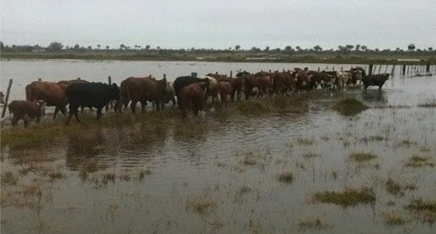 Productores preocupados por las pérdidas agrícolas y en ganado