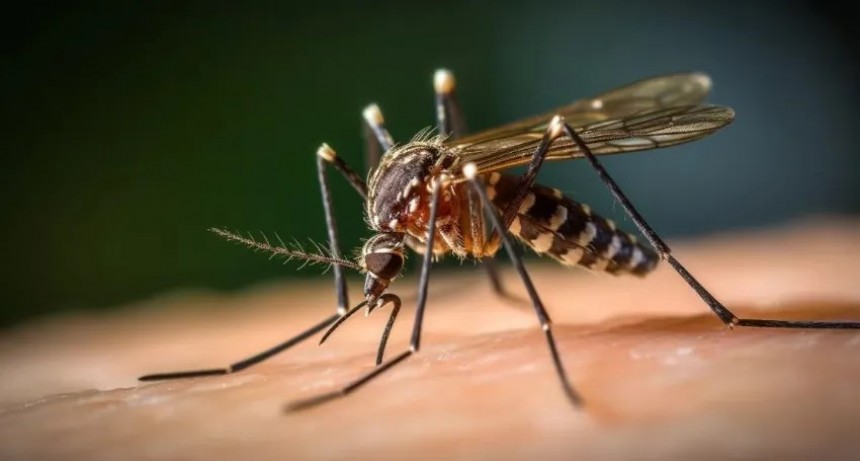 Corrientes es una de las provincias con más casos de Dengue