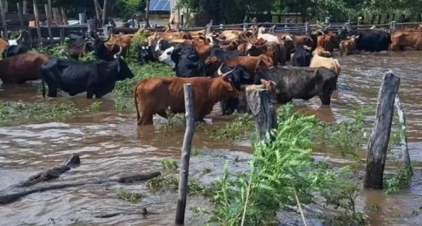Las lluvias afectaron un 30 % del stock productivo que tiene la provincia