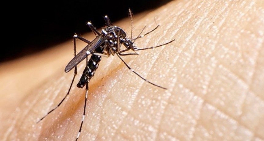 Dengue: inédita cifra de casos para las primeras tres semanas de enero
