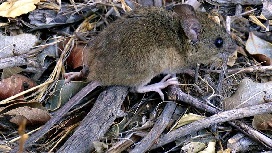 Alerta sanitaria: confirman 58 casos de hantavirus en el país y advierten por zonas en situación de brote