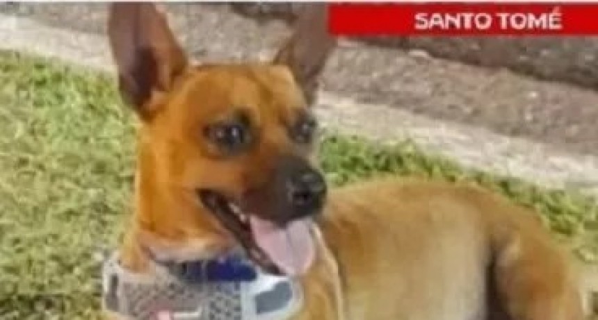 Médico habría matado a balazos a un perro en Santo Tomé