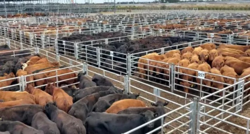 El renacimiento de la ganadería: Por qué el sector vuelve a ser el motor de la economía argentina