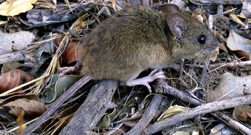 Alerta sanitaria: confirman 58 casos de hantavirus en el país y advierten por zonas en situación de brote