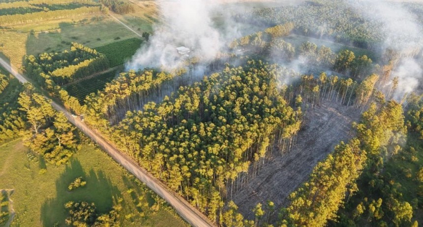 El fuego arrasó 16 hectáreas de forestación en Mocoretá