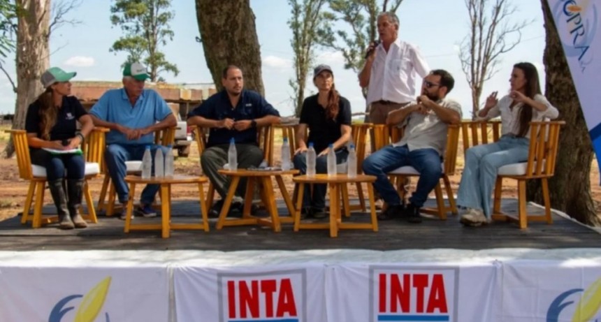 Dos nuevas variedades de arroz promovidas por el INTA Corrientes