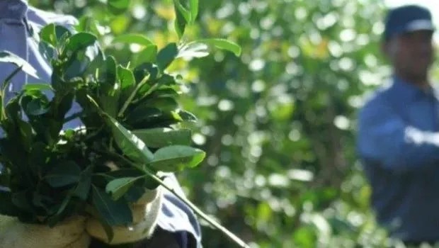 Conflicto en Las Marías: Trabajadores paralizaron la producción ante salarios que no cubren la canasta básica