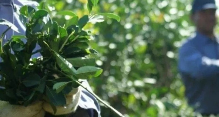 Conflicto en Las Marías: Trabajadores paralizaron la producción ante salarios que no cubren la canasta básica