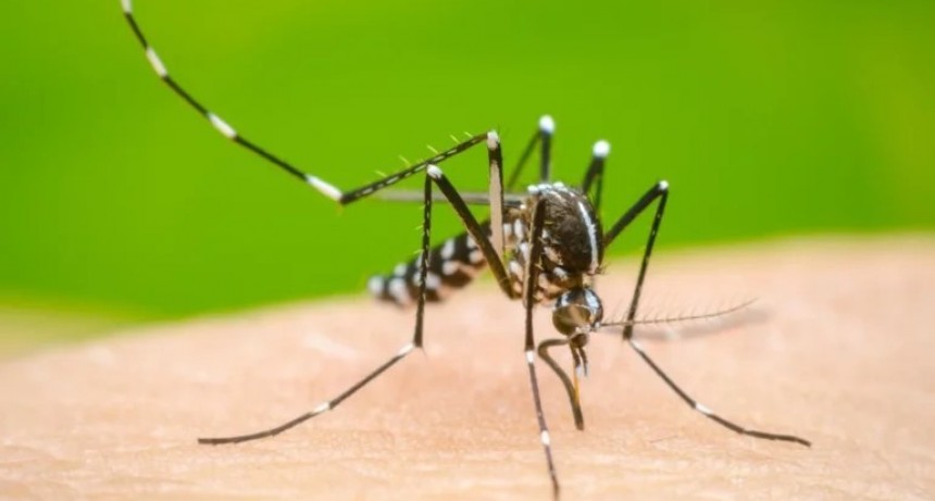 Alerta: 120.000 infectados con dengue desde agosto de 2023