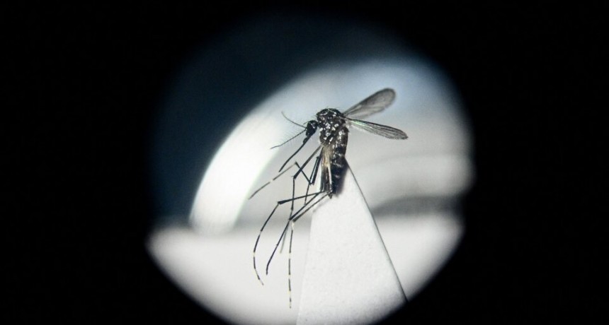 Dengue: la Conain recomendó al Gobierno comenzar una implementación focalizada de la vacuna