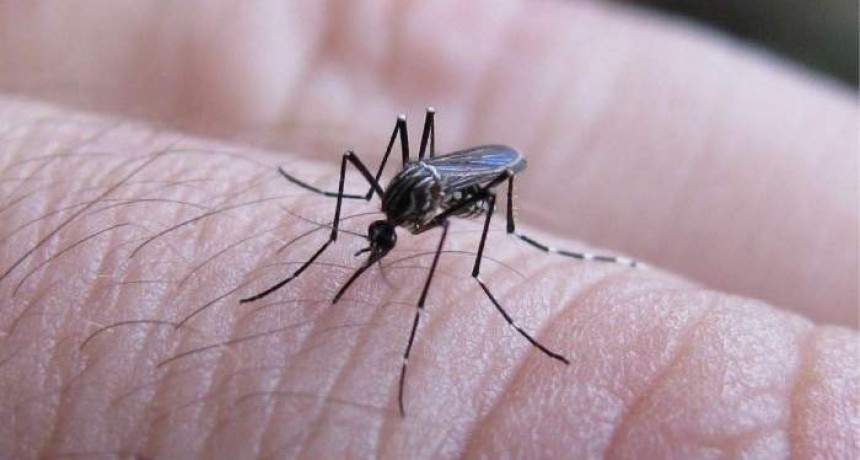 Dengue: se detectaron nuevos casos; sigue el bloqueo vectorial
