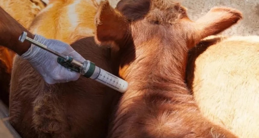 Alerta Sanitaria: Confirman brote de rabia paresiante en el norte de Corrientes