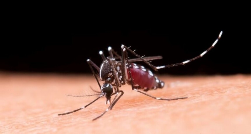 Brote histórico de dengue: ya son 161 los muertos y más de 230 mil los contagiados