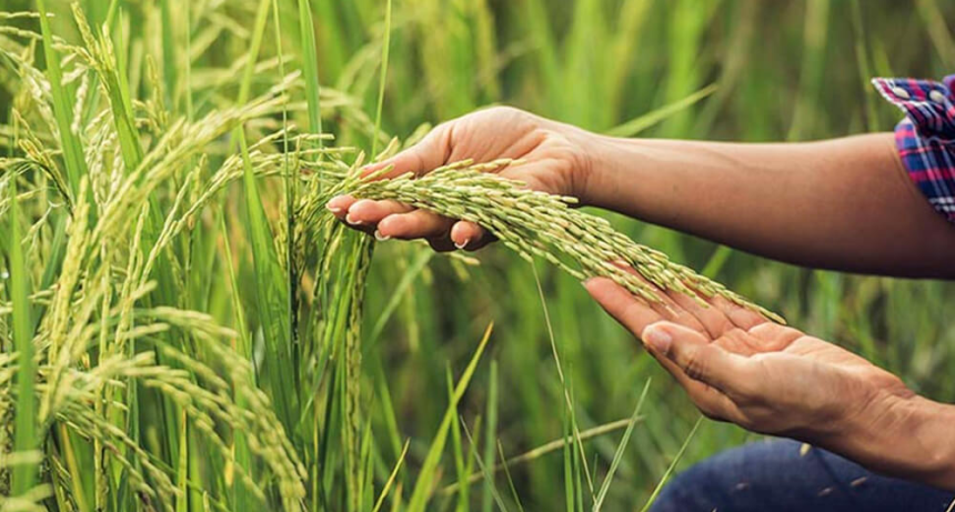 Alerta productiva: Arroceros correntinos advierten que la falta de rentabilidad pone en riesgo la pr&oacute;xima campa&ntilde;a