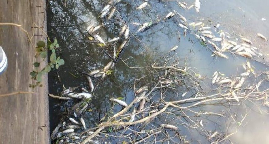 Mortandad de peces en arroyo en La Cruz alertó a pobladores