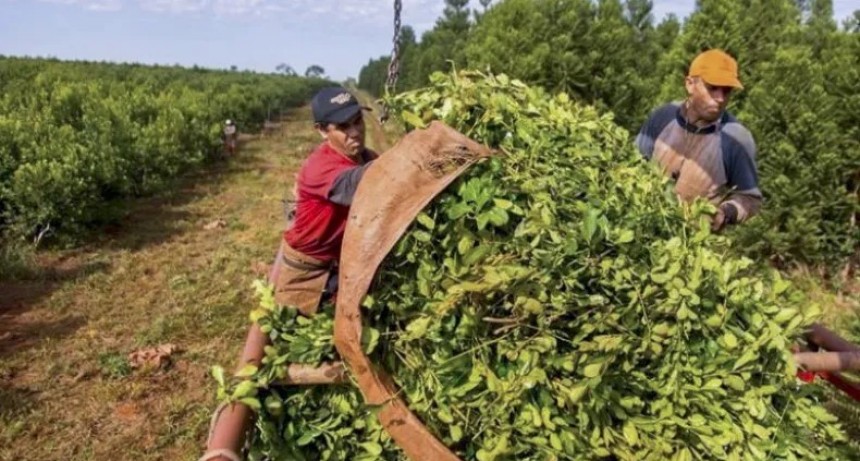 La Nación oficializó la desregulación del mercado yerbatero