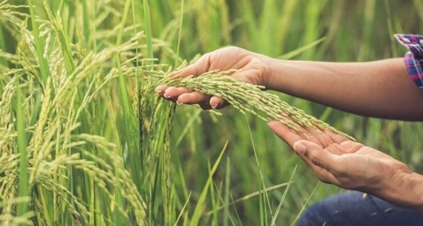 Siembra de arroz: se espera que sea 