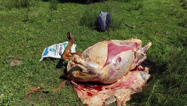 Detenidos por robar y faenar una vaca