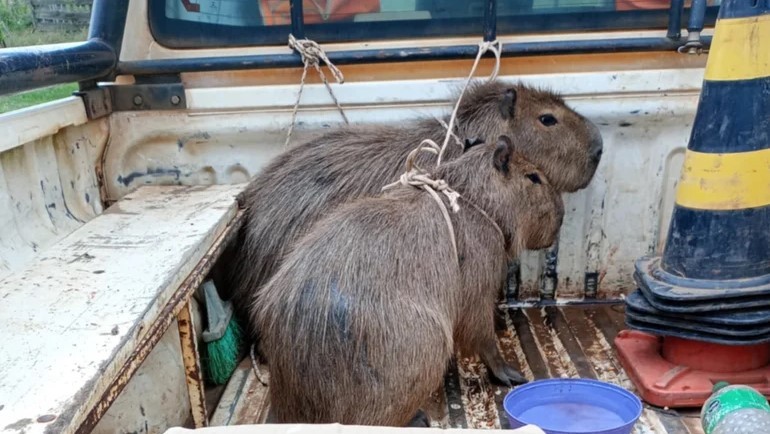 Rescataron carpinchos y loros que ofrecían a la venta