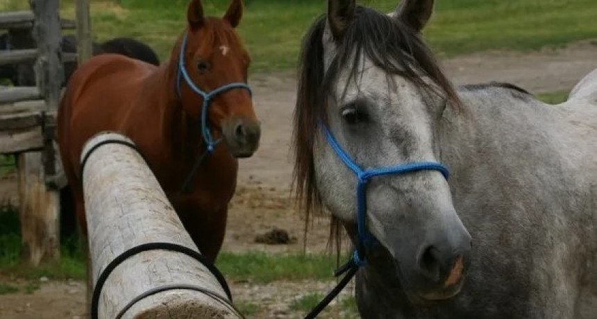 Corrientes: confirmaron casos positivos de encefalomielitis equina