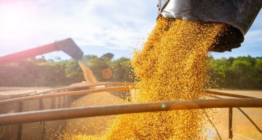 Fuga de dólares: siete cerealeras denunciadas