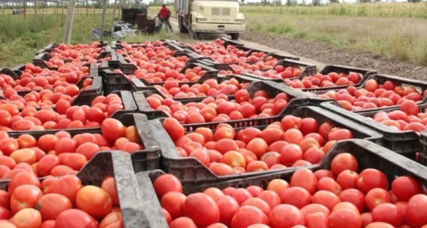 Preocupación de frutihortícolas por los altos costos de producción y bajas ventas