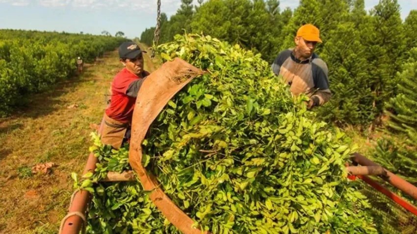 Yerbateros suspenden la zafra de verano en rechazo a la desregulación de Milei