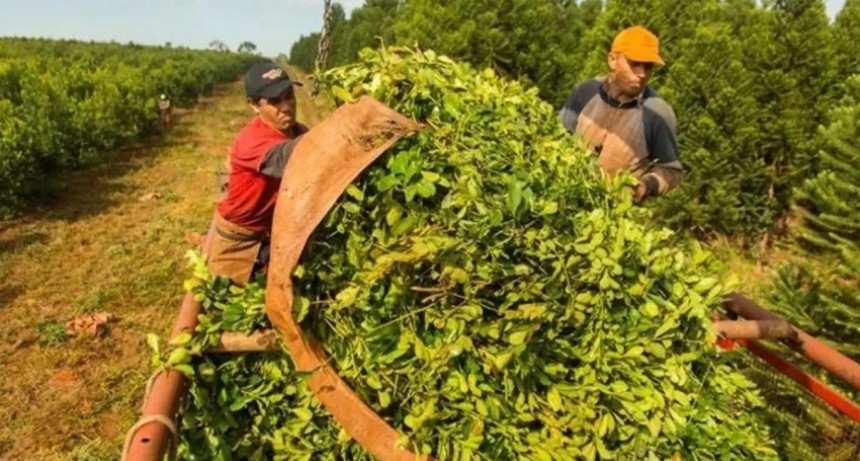 Yerbateros suspenden la zafra de verano en rechazo a la desregulación de Milei