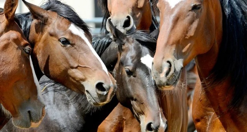Encefaliomelitis Equina: estiman que en dos semanas habrá 350.000 vacunas disponibles