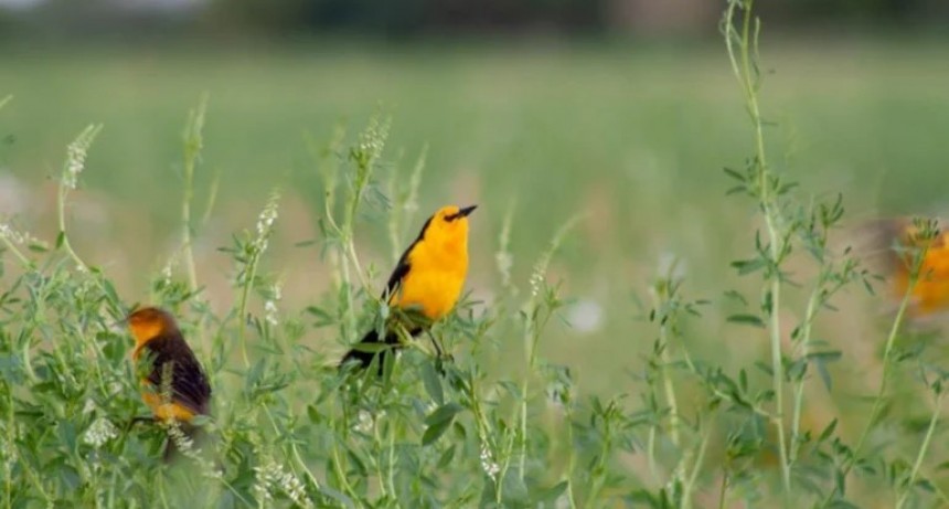 Esperanza en Corrientes: protegen más de 90 nidos de tordo amarillo