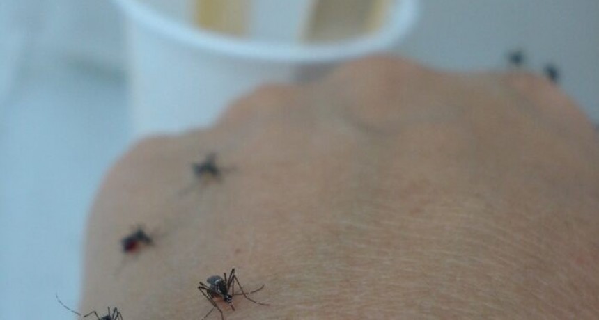 Dengue: récord de casos en el país y circulación viral todo el año en el NEA