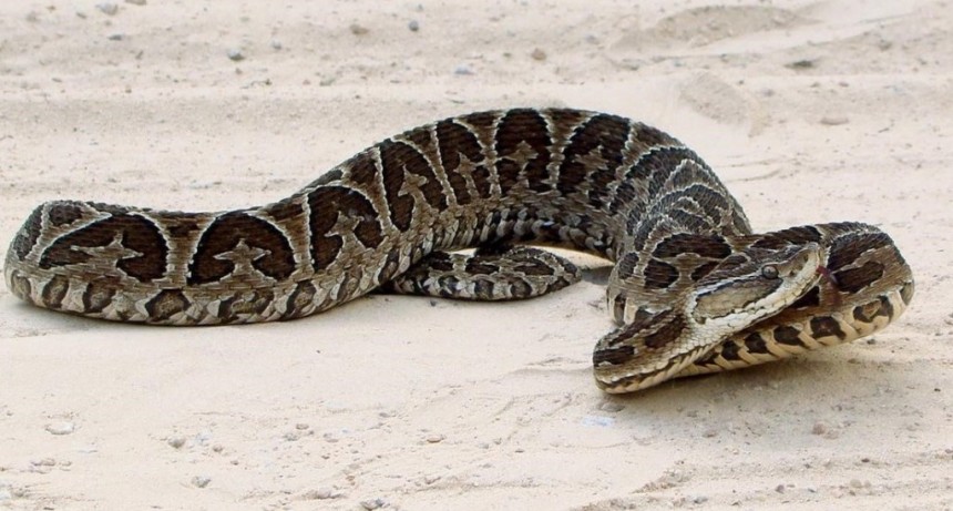 Temporada de Verano: Gu&iacute;a esencial para turistas sobre la Yarar&aacute; y prevenci&oacute;n en zonas naturales